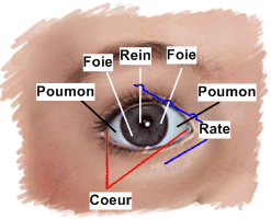 Lire la suite à propos de l’article C’est le printemps ! Les yeux !